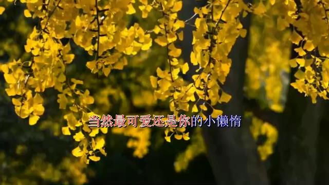 星座恋人歌曲原唱