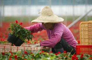 家庭养花草风水