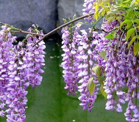 紫藤树栽庭院的风水