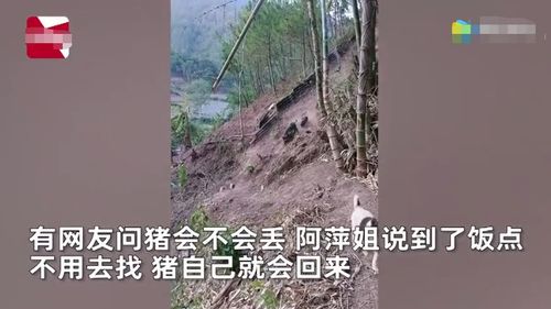 群猪下山风水