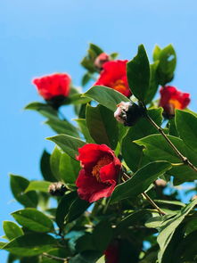 山茶花风水栽种位置