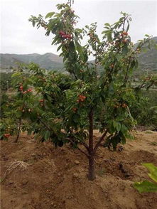 家里种樱桃树风水好吗