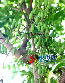 屋后香椿树开花风水