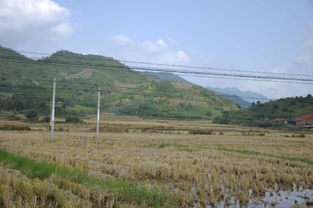 坟地有鼠洞风水