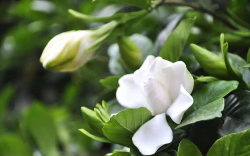 栀子花家庭风水