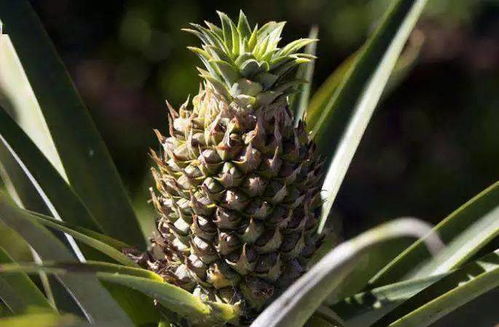 风水家里种菠萝好吗