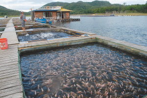 养鱼风水歌