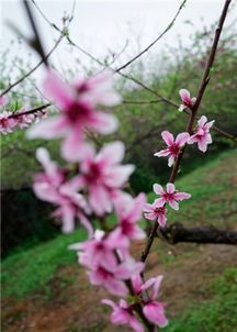 银杏树风水传说