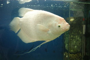 家养大鱼风水