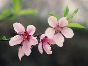 桃花结桃子风水