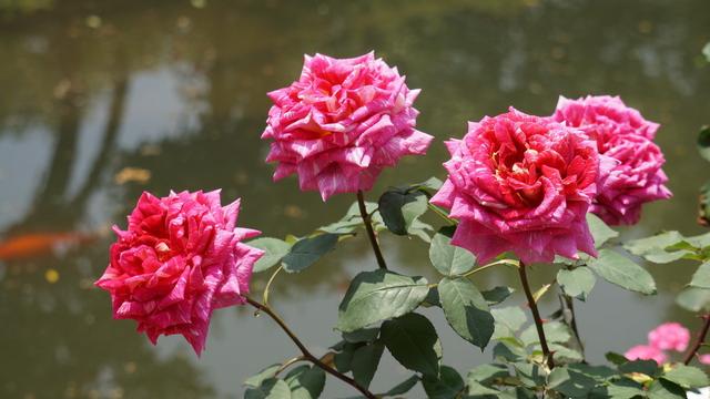 月季花风水