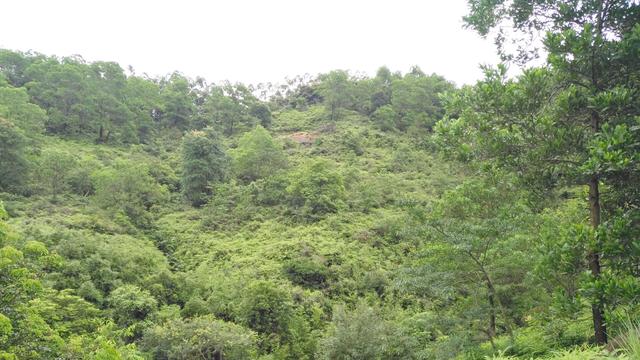 陈益峰风水