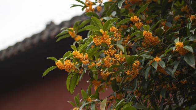 桂花树风水