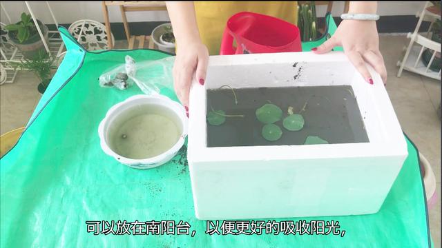 睡莲风水