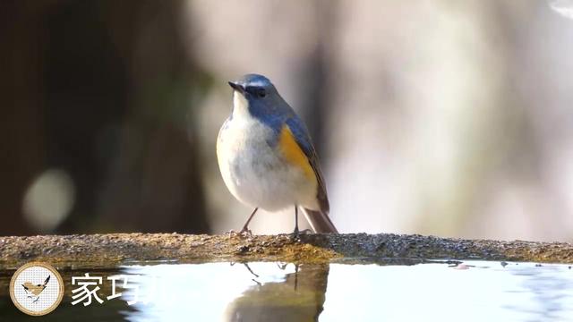 小鸟与风水