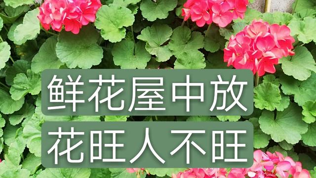 鲜花与风水