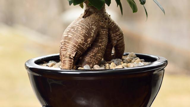 室内植物摆放风水