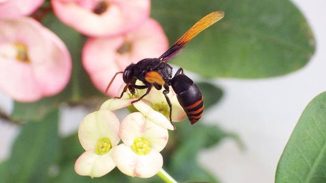 马蜂与风水