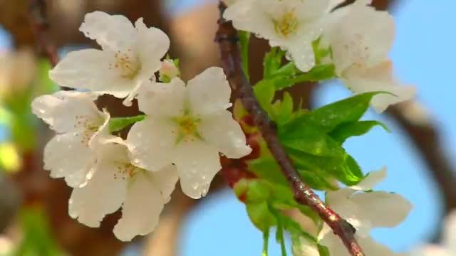 风水苹果