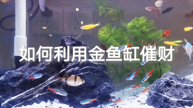 金鱼缸风水