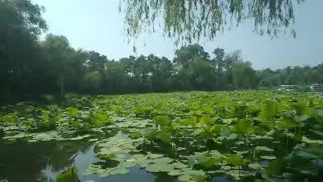 皇家风水