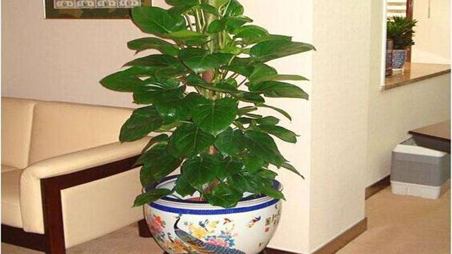 客厅植物摆放风水