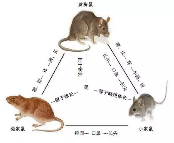 3、有没有马鼠过一辈子的:男属马，女属鼠。能相爱一辈子嘛？