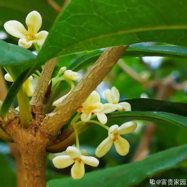 寓意吉祥好兆头的图片，象征富贵吉祥的图片