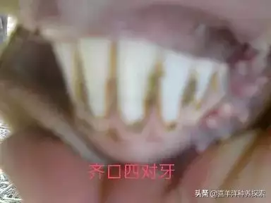 羊6个牙是几岁，羊多长时间扎牙