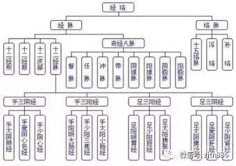 2、十二经络**记的方法3分钟:背人体 12大经络 有什么好方法能记得快一些吗？