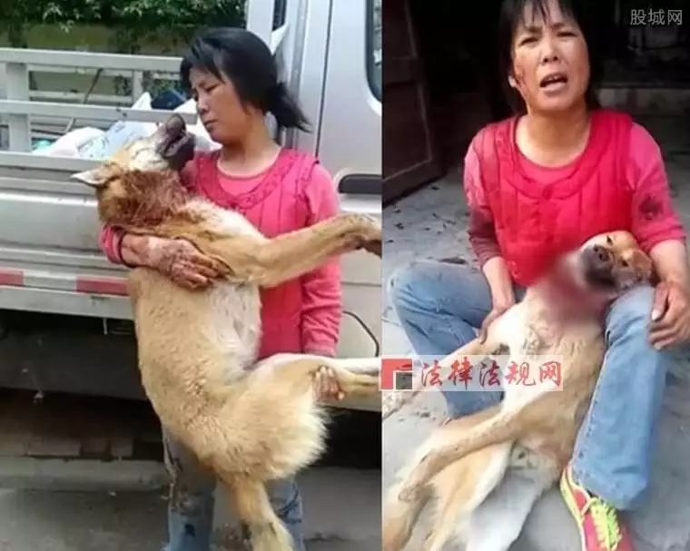 4、大狗配小狗进不去怎么办:金毛犬配种有点难怎么回事！就是公犬小弟进不去？