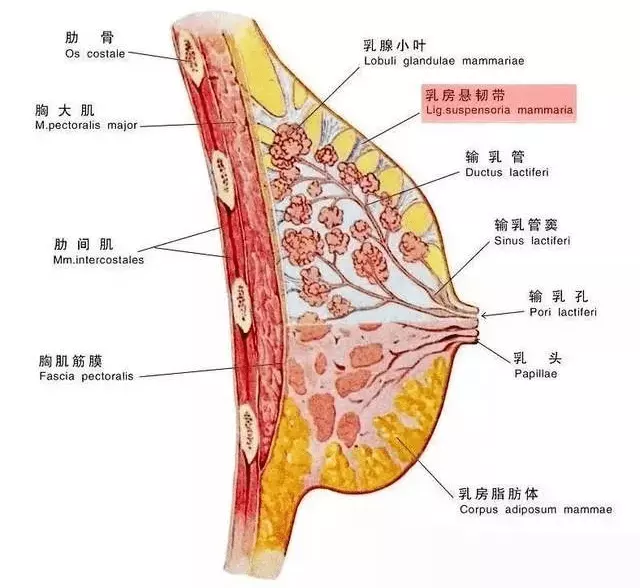 3、女性二十四种B型图:什么是女性身体结构图