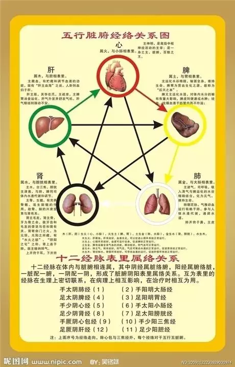 3、五行五脏六腑相生相克顺口溜:五脏六腑是如何相生相克