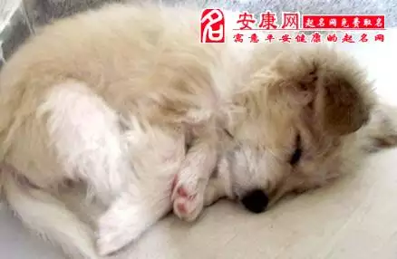 2、狗死对家运有何征兆:家里狗死了风水怎么样？