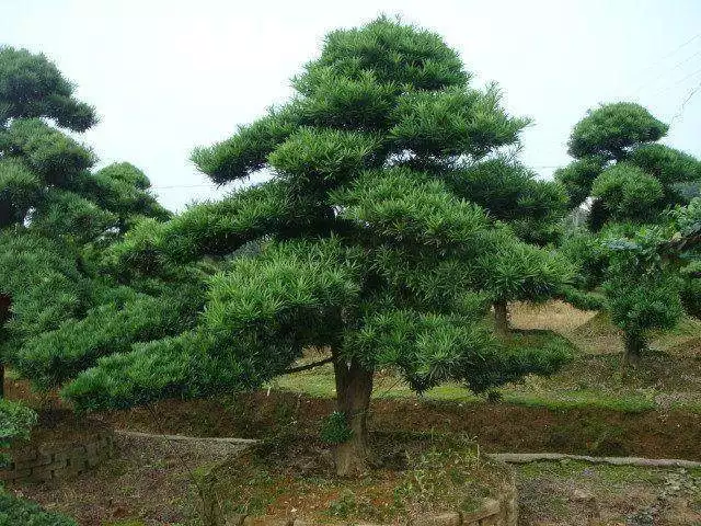 2、院子里种什么树风水好又旺财:家里种什么植物风水好又旺财阳台