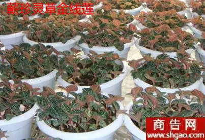 4、懒人种植十大紧缺药材:中国三十大紧缺药材