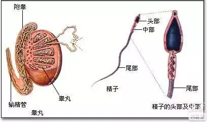 2、三种男人容易生男孩:生男生女概率一样吗？哪几类男性生儿子的几率更大？