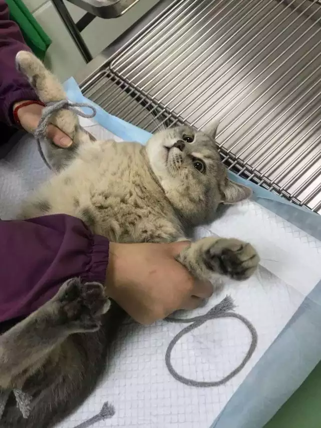 2、猫咪猫星人绝育后会恨主人吗？哪位给我讲讲，绝育后是不是性格会变