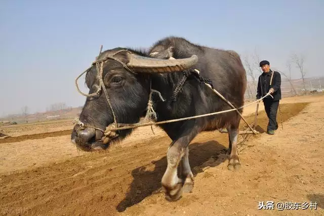 3年属牛女最难过的是哪一年，73年属牛女的命中桃花劫"