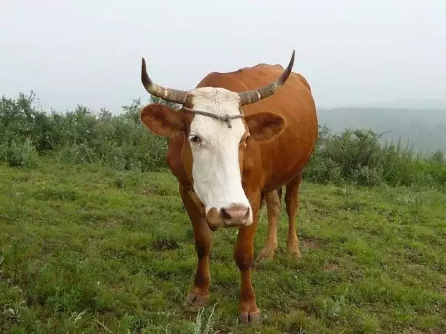 属羊女的克夫吗，属羊女是不是克夫