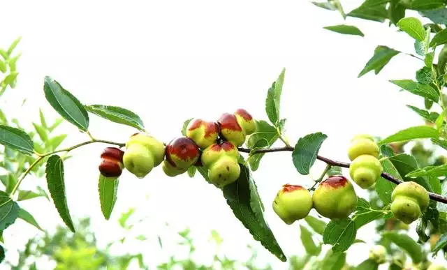 1年属羊女桃花在什么方位，属羊的女人桃花旺在几月"