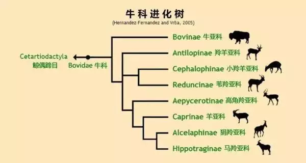 1年属羊女生牛宝宝好不好，牛宝宝和羊爸爸冲吗"