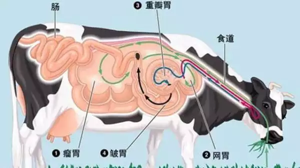 1年属羊女生牛宝宝好不好，牛宝宝和羊爸爸冲吗"