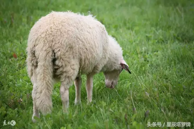 属羊的跟什么属相合，属羊的女跟什么属相合财