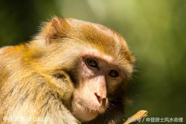 生肖鼠配对生肖猴，92年属猴和96年属鼠