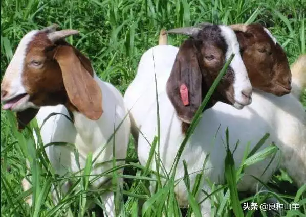 属羊的适合干什么职业能发财，不起眼的暴利小生意