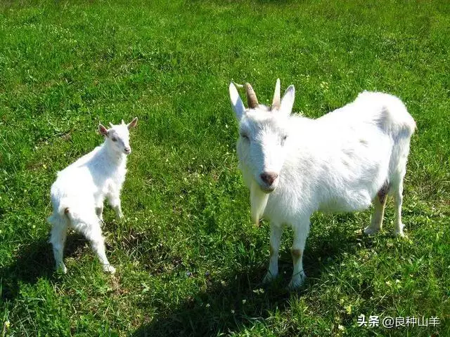 属羊的适合干什么职业能发财，不起眼的暴利小生意