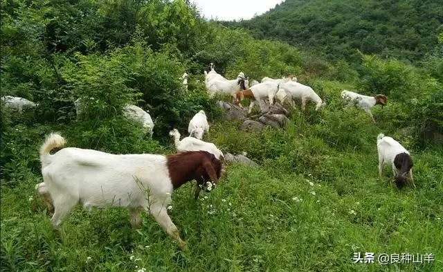 属羊的适合干什么职业能发财，不起眼的暴利小生意