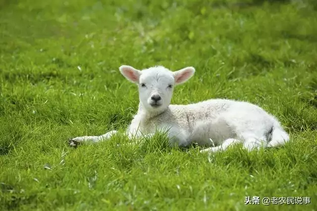 属羊的结婚防什么属相，属羊的克星是什么属相