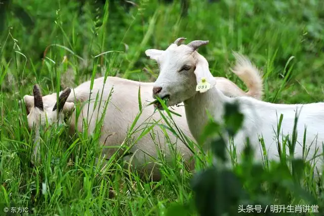 属羊和属兔天生纠缠，虎和兔合不合适婚姻